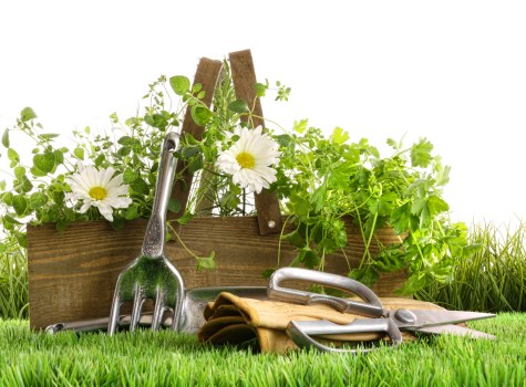 Sustainable garden with native plants and rainwater harvesting
